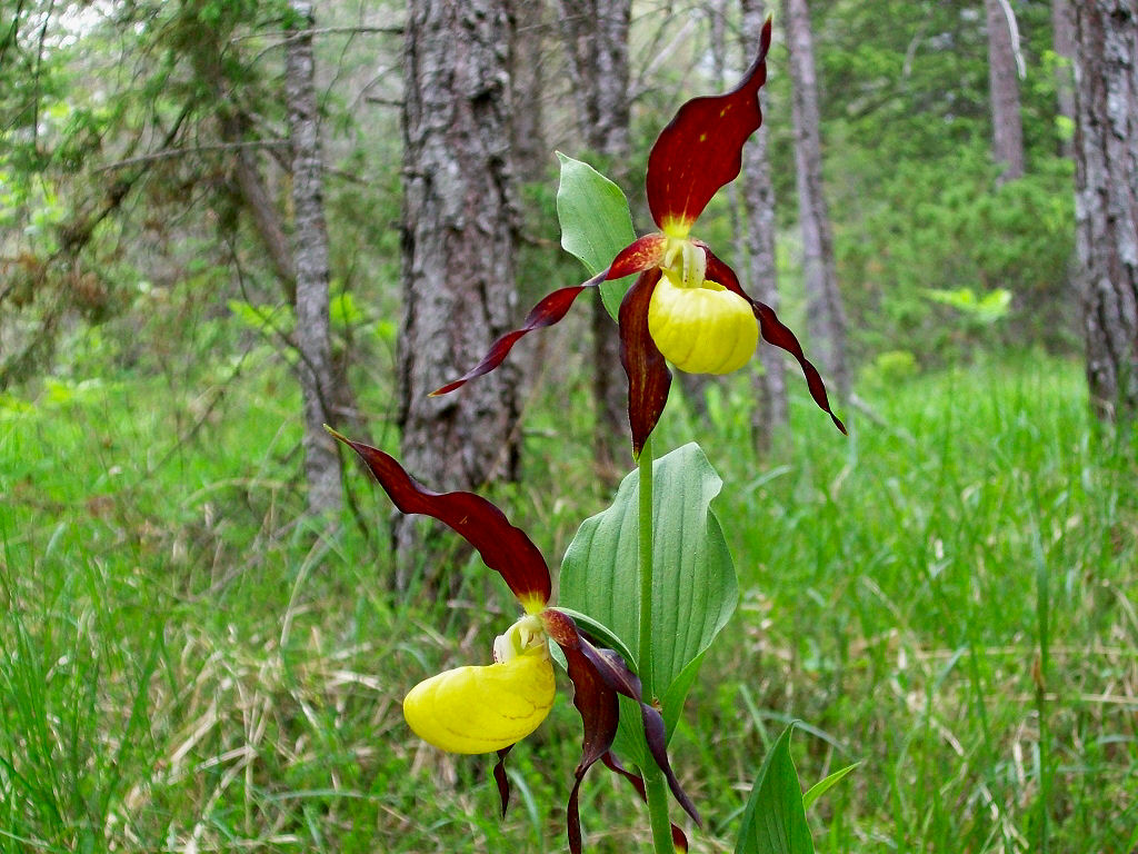 Cypripedium calceolus (ora in fiore)